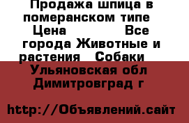 Продажа шпица в померанском типе › Цена ­ 20 000 - Все города Животные и растения » Собаки   . Ульяновская обл.,Димитровград г.